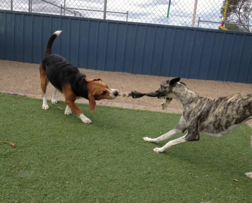 Dogs playing tug of war